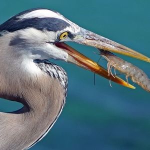 Meet your Posher, Luna